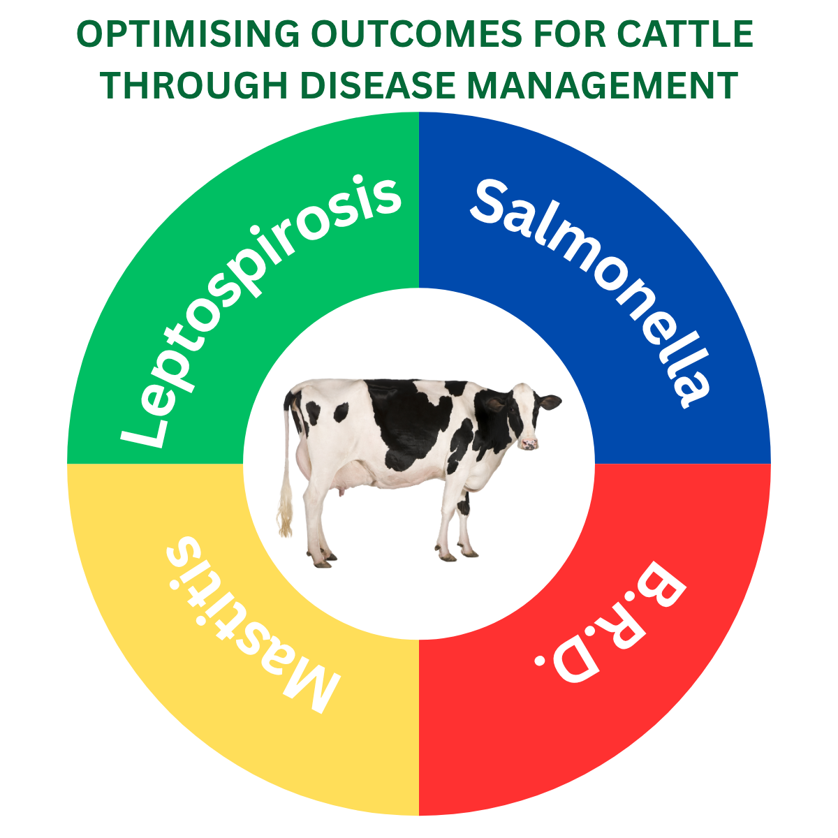 Cattle