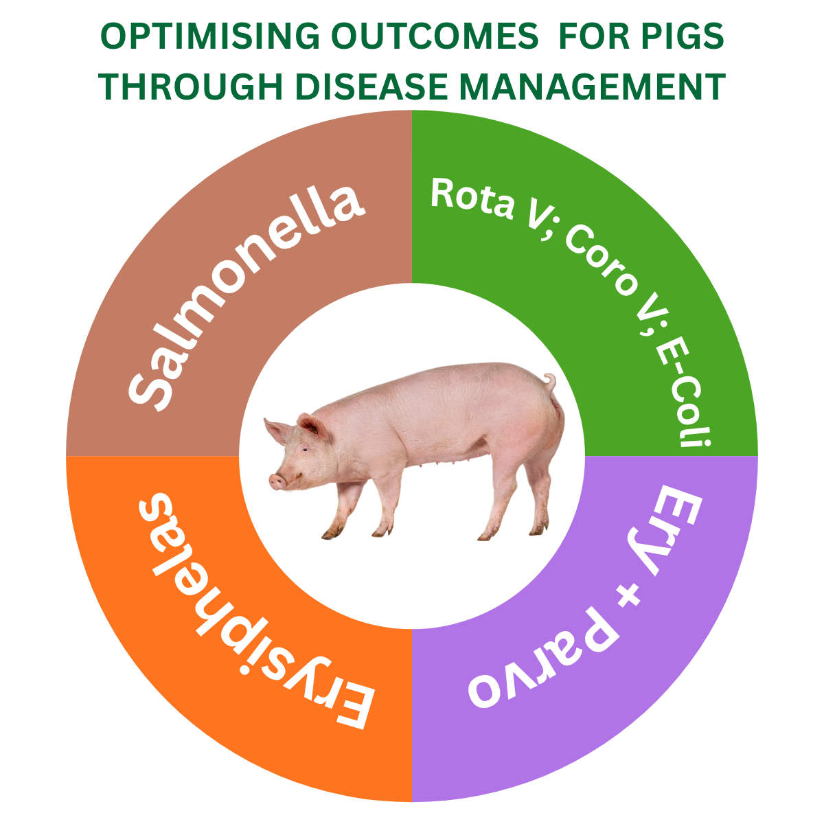 Pigs