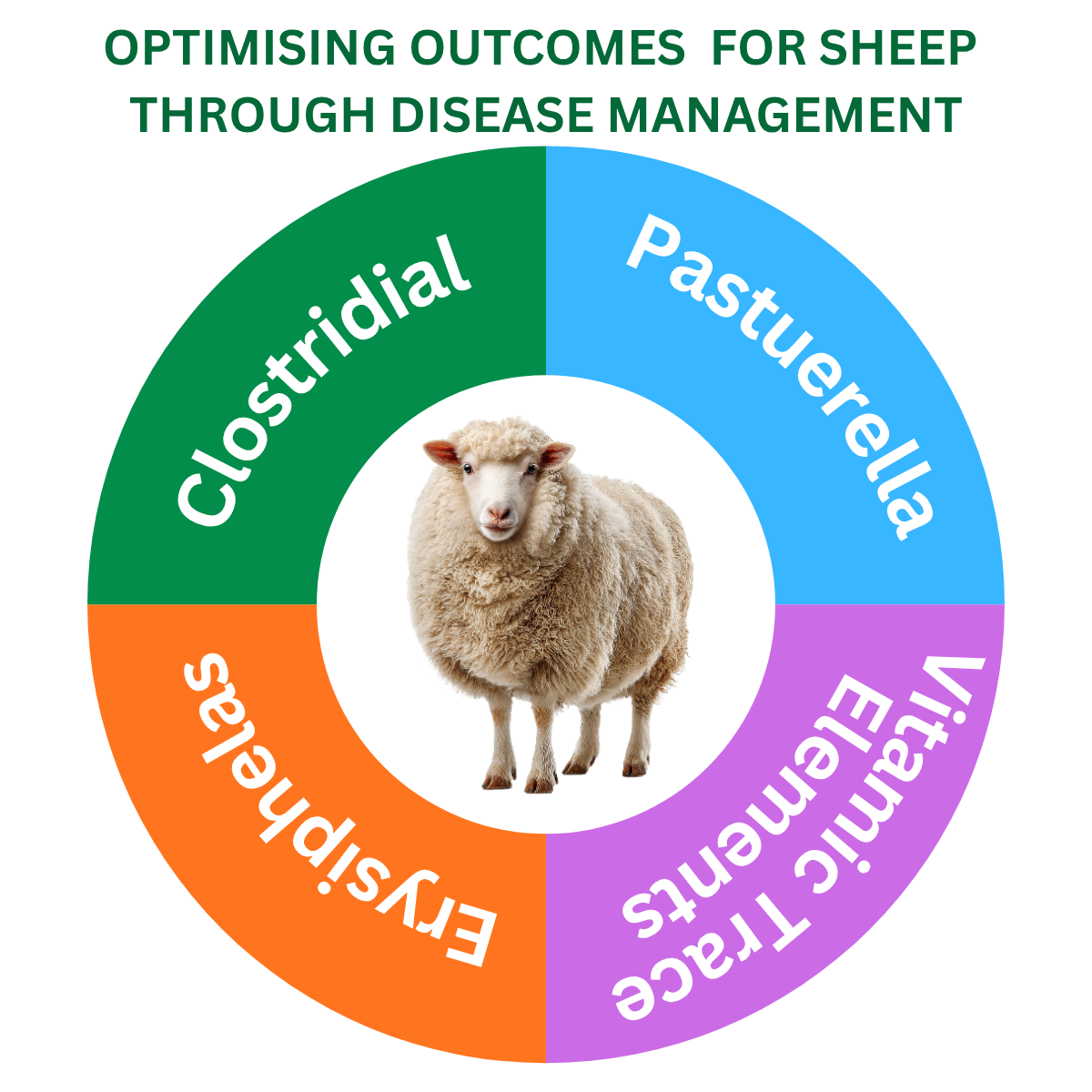Sheep